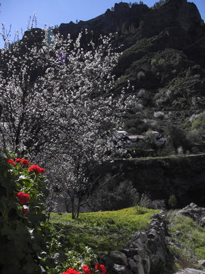 Geranien und Mandelbäume auf Gran Canaria